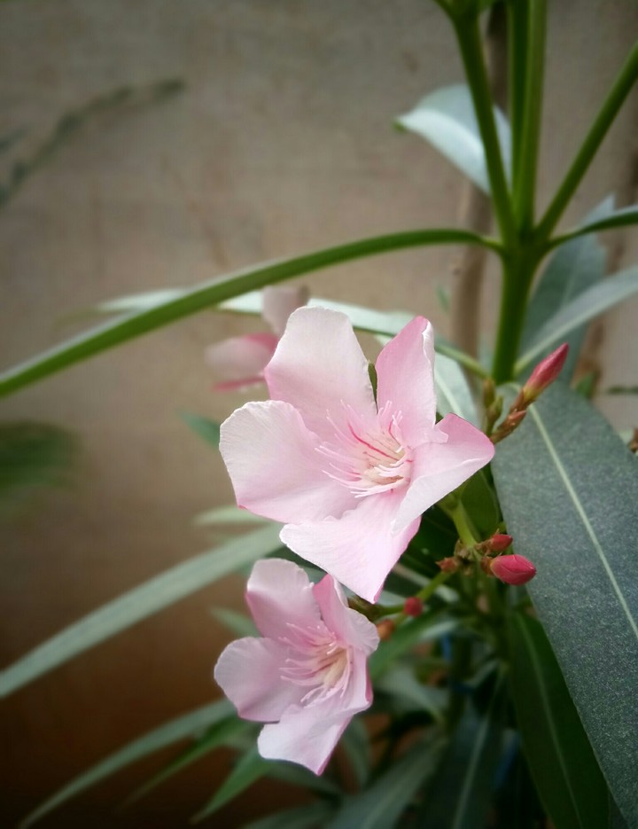 Flowers.. 