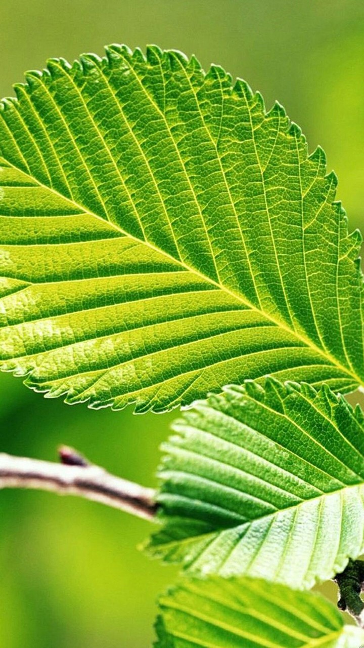 green leaves
