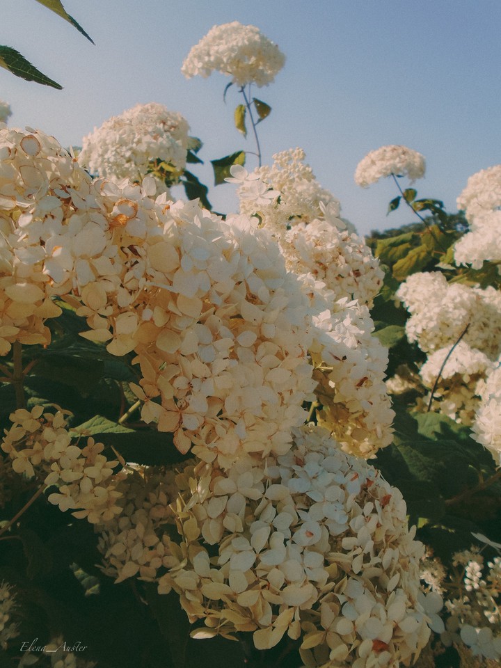 flowers