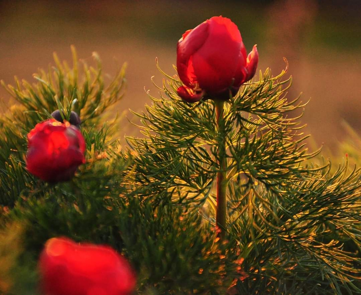 Flores para alegrar a vida.