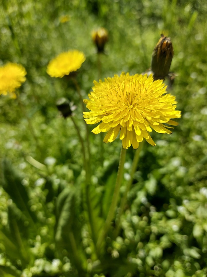 flowers.  spring