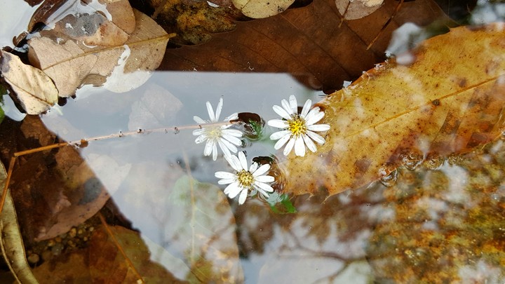 Bath flowers