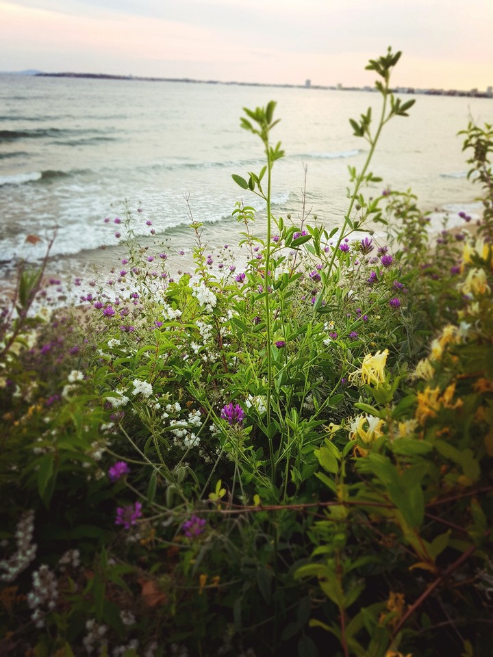 sea