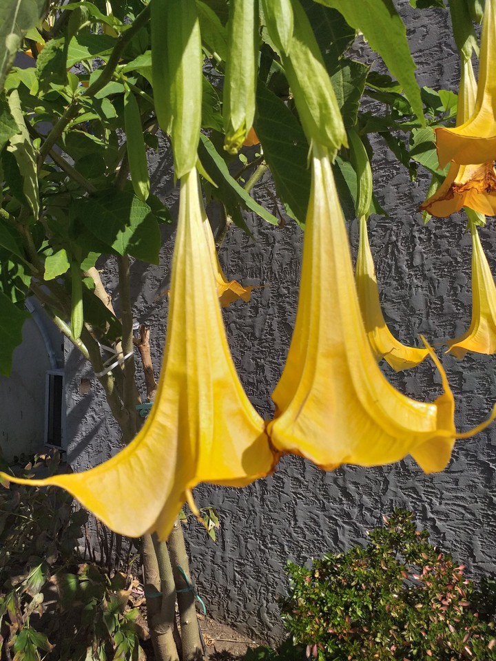 꽃