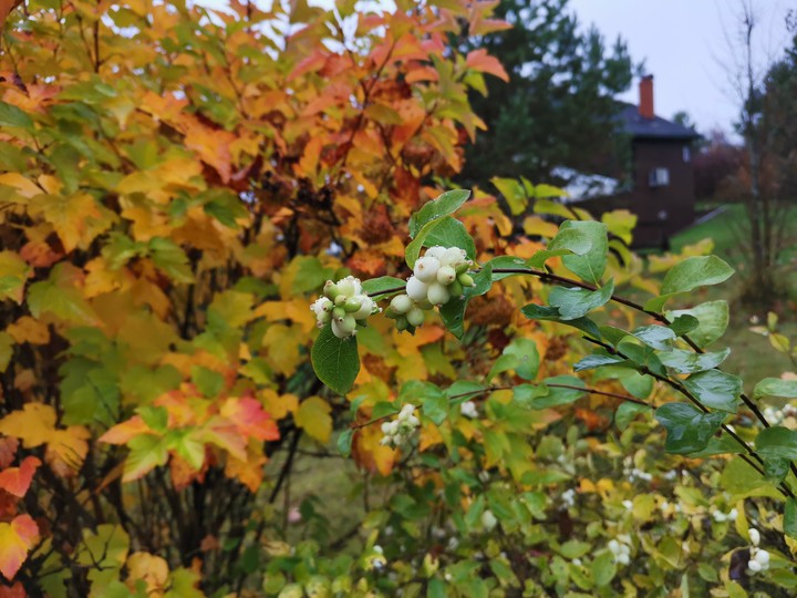 Autumn