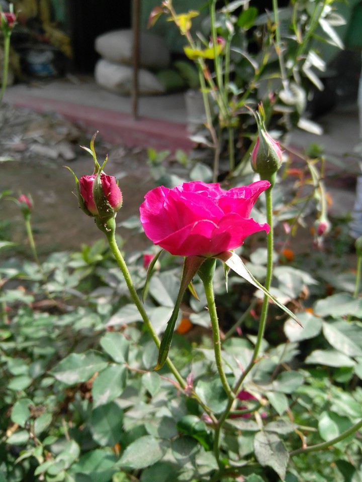 small rose2