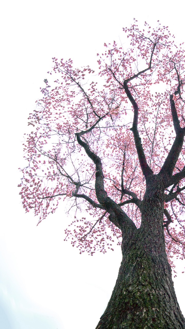 Cherry Blossom