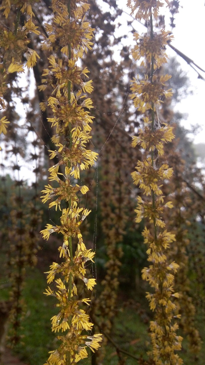 bamboo flower