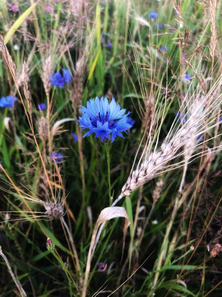 knapweed