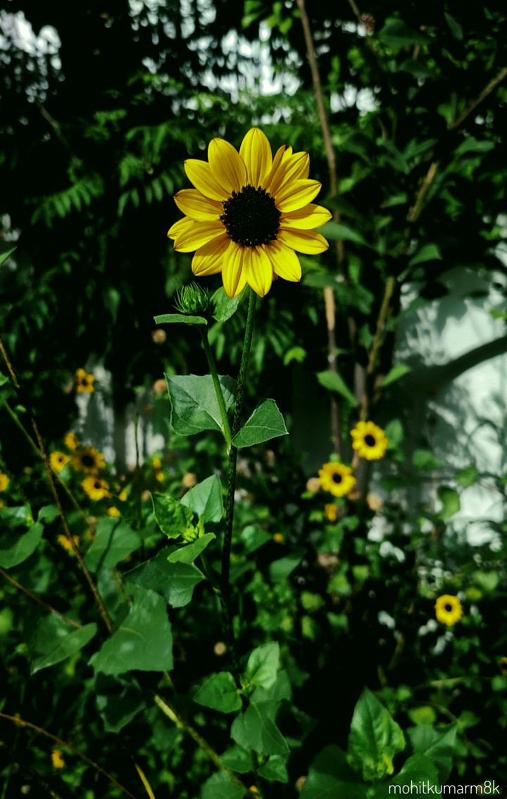 sunflower