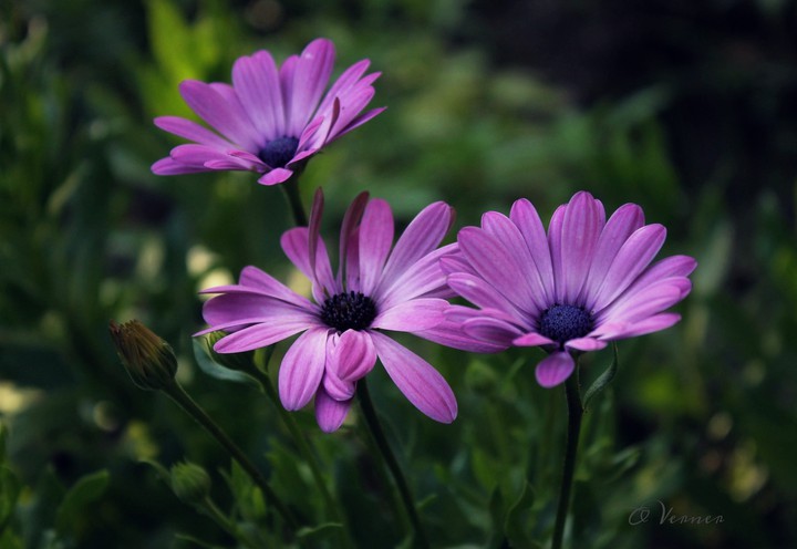 O.V. ❇️❤️❇️ from my garden