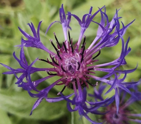 papéis de parede shrub, Close-up