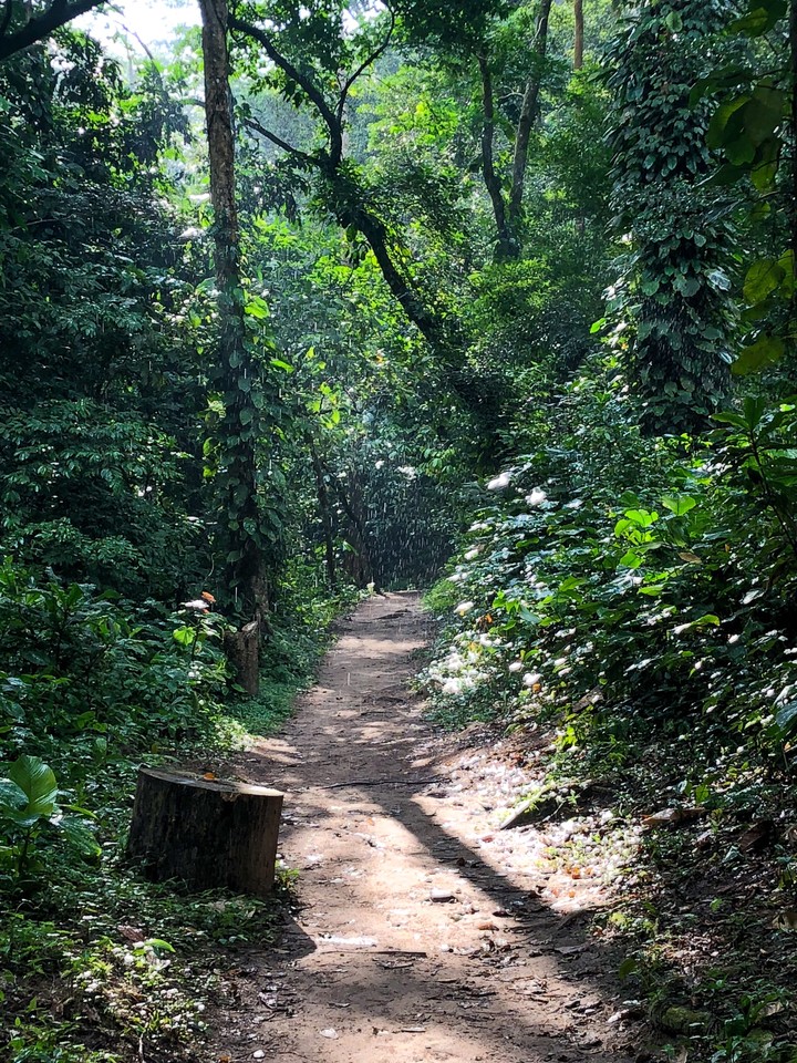 Forest Rain