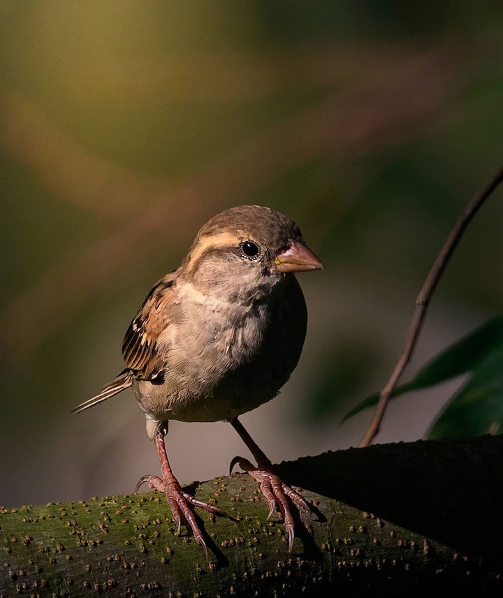Sparrow