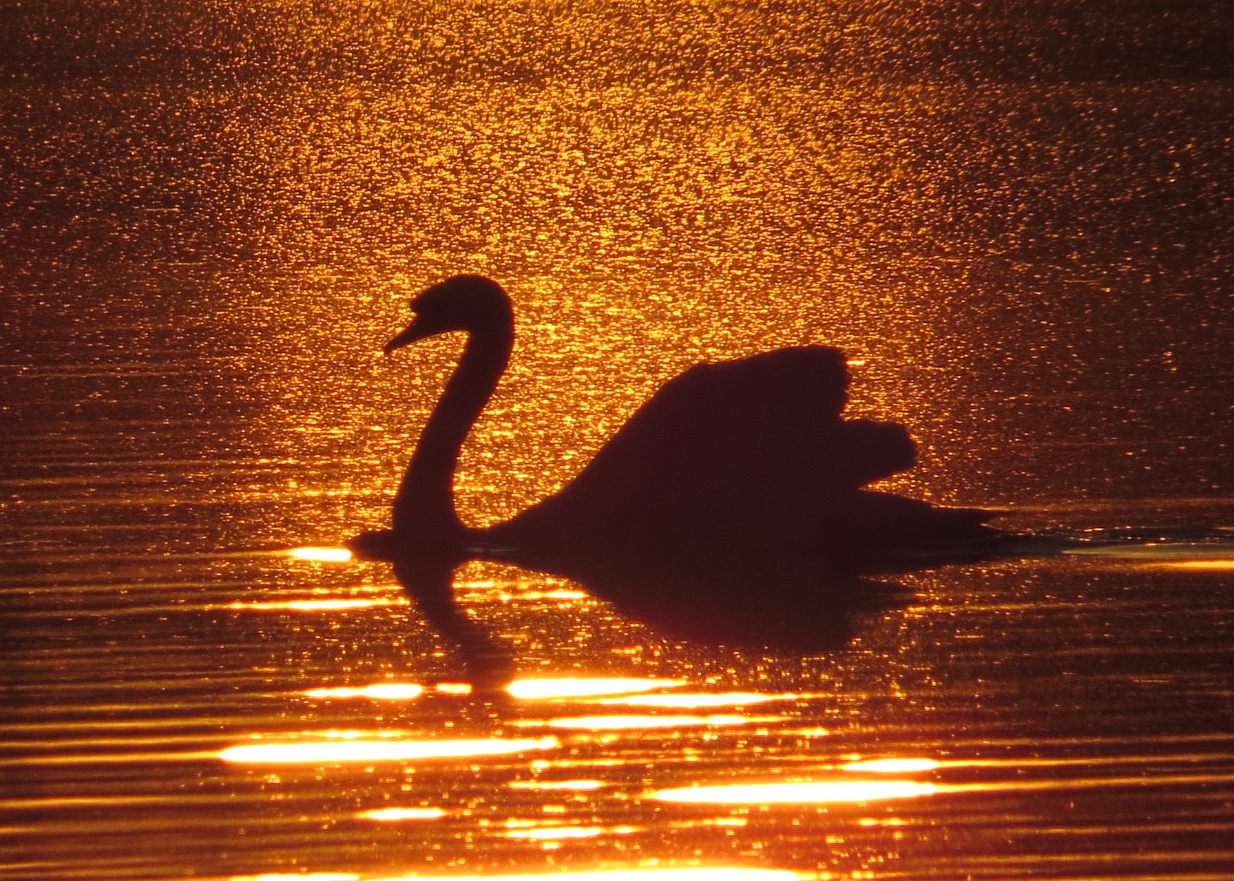 Swan At Sunrise