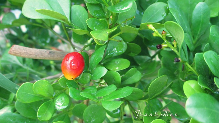 Sweet fruit