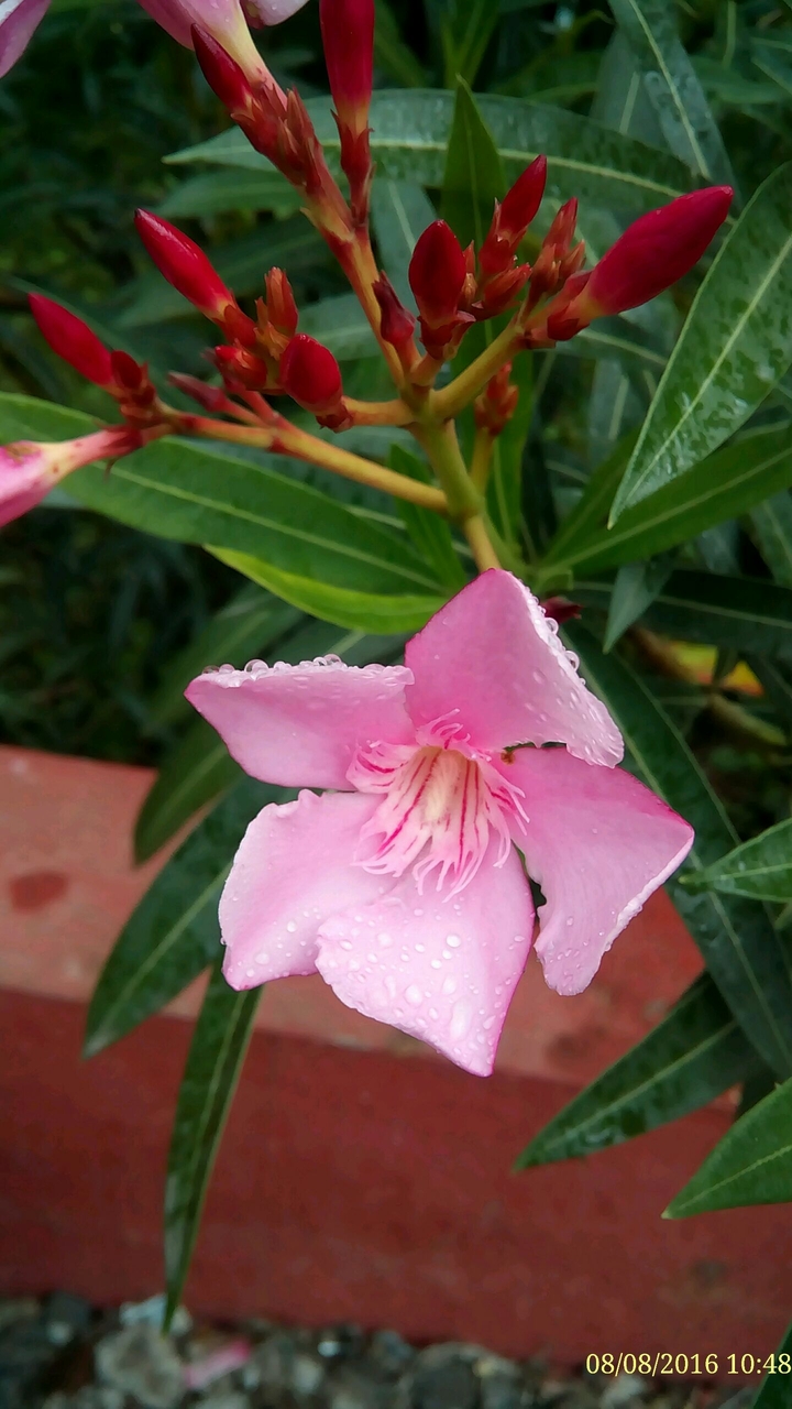 my sweet pic