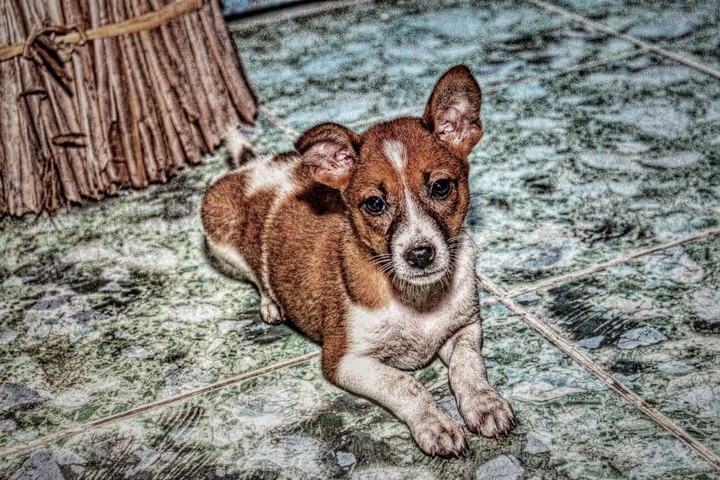 Dog