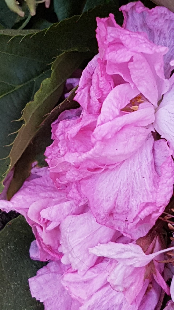 pink flower (3)