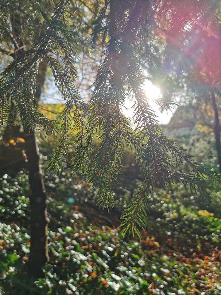 nature