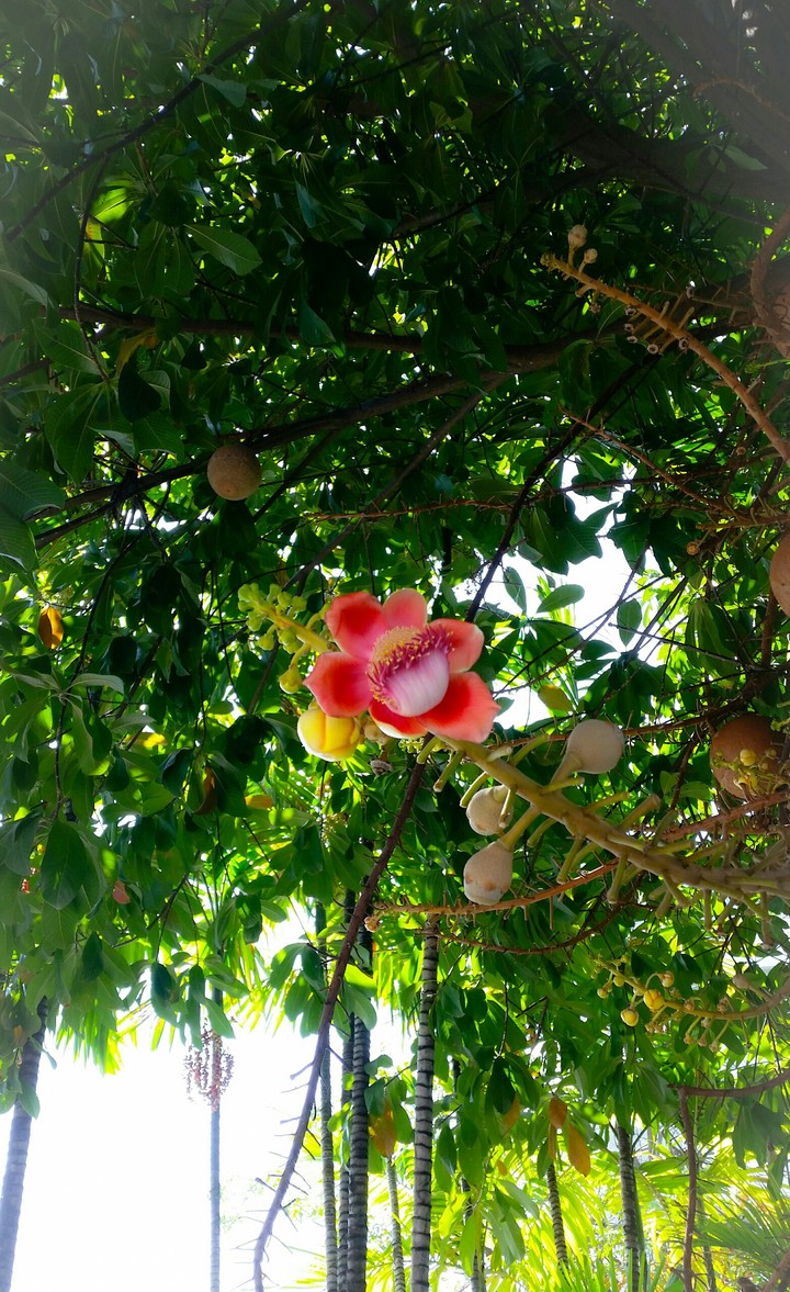 flower of budda