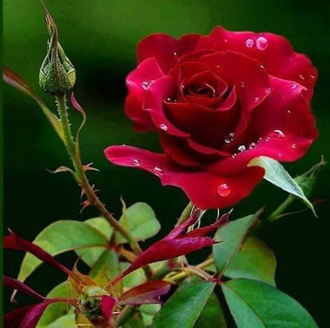 plant, flower壁纸