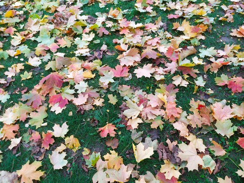 fall