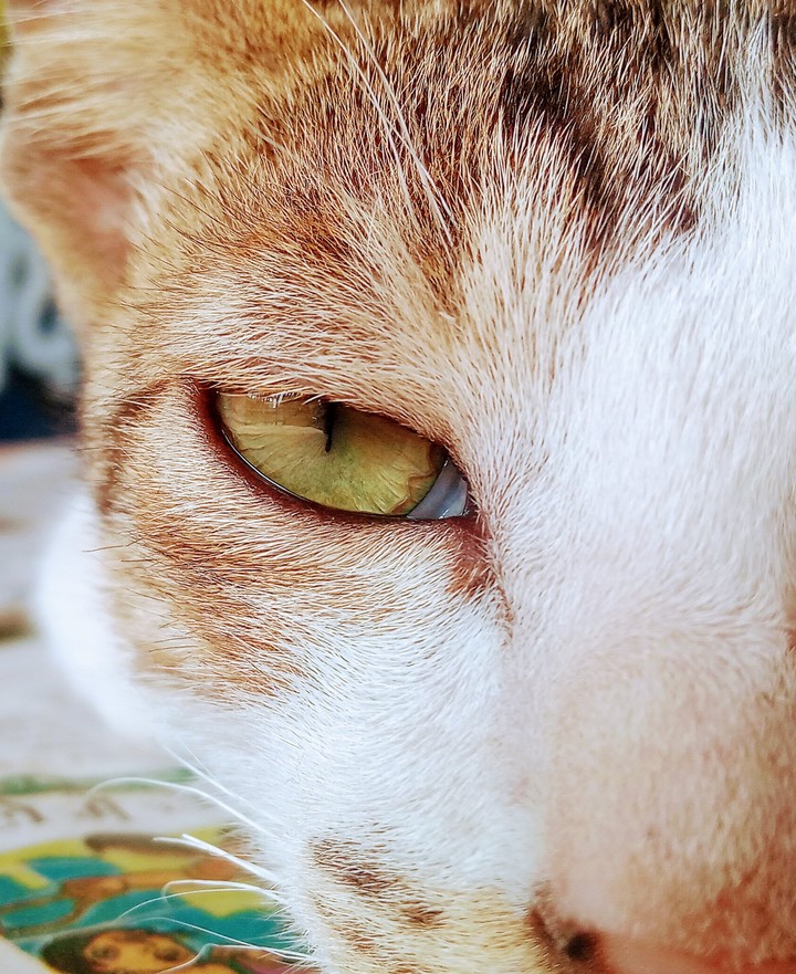 cat