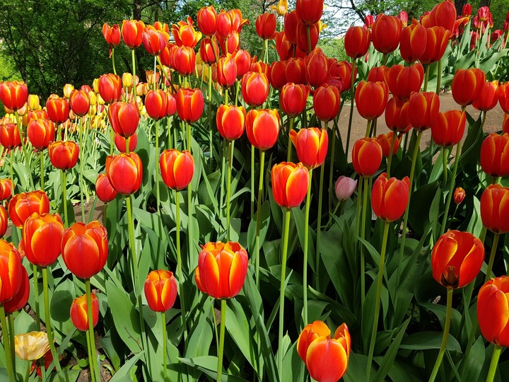 flowers