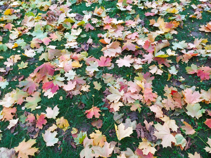 fall