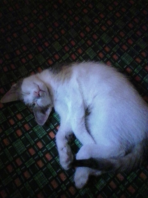 Bella☺