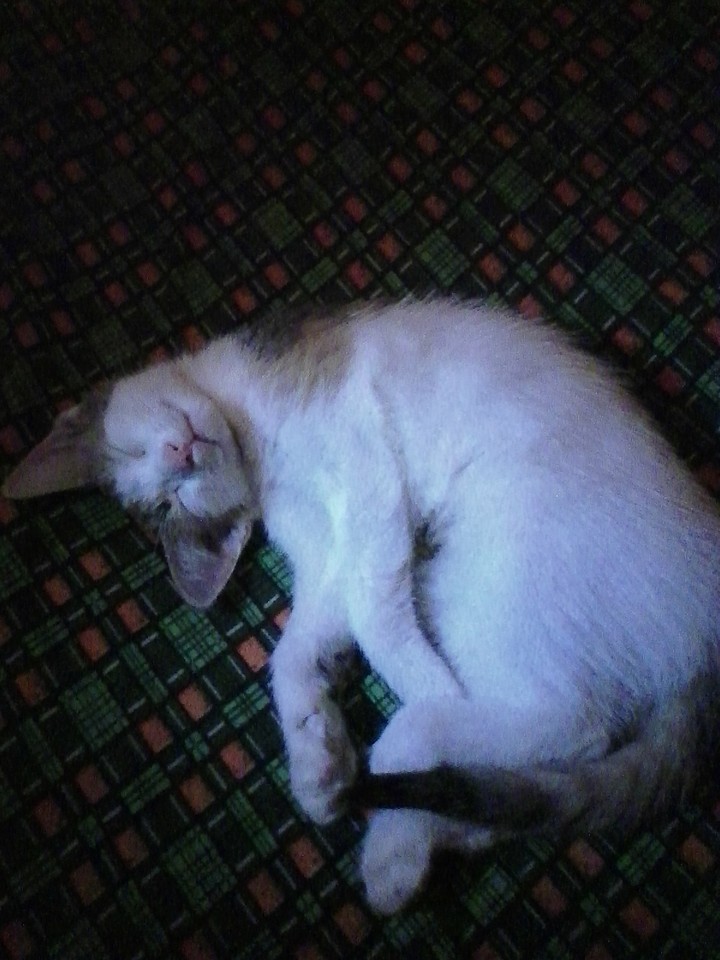 Bella☺