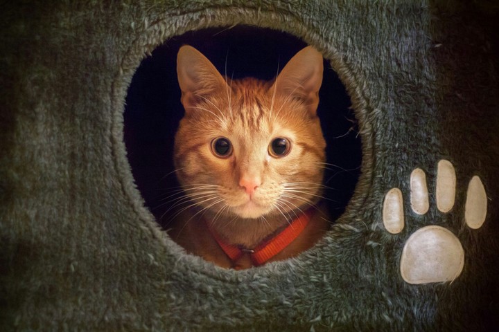 Cat cuty