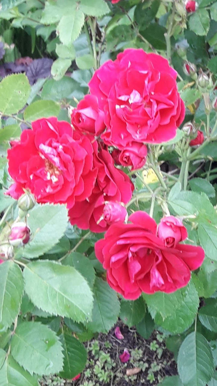 Garden 10