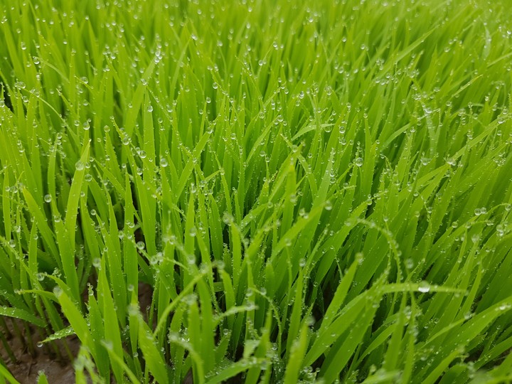rice plant