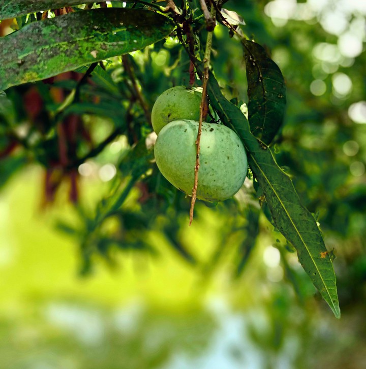 green mangoes