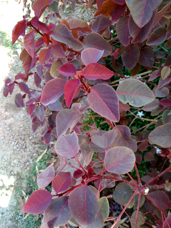 leaves