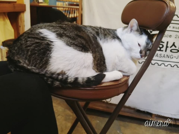 금보