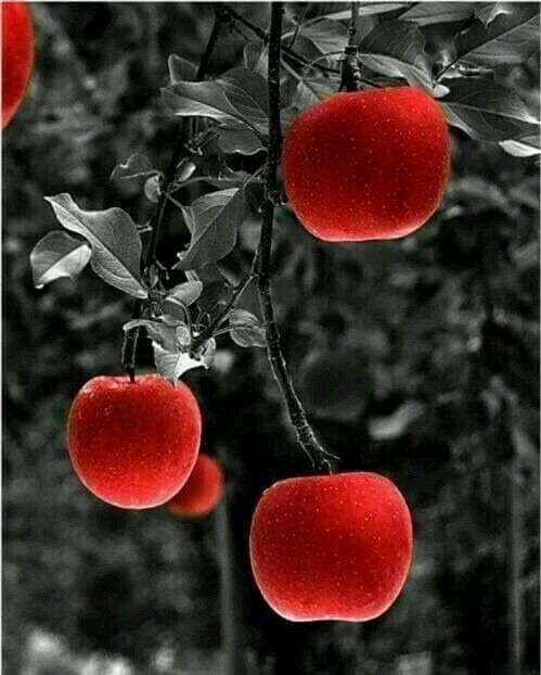 Color Splash