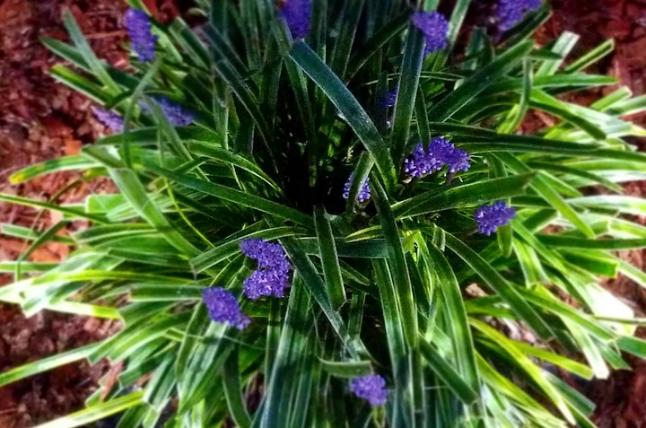 Liriope