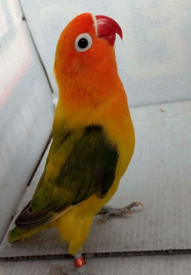 lovebirds​