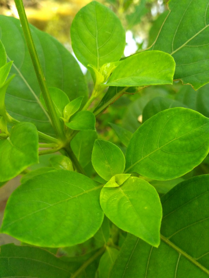 green leaf