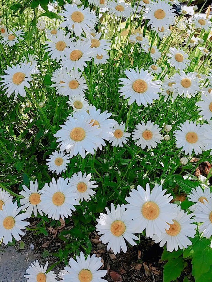 꽃