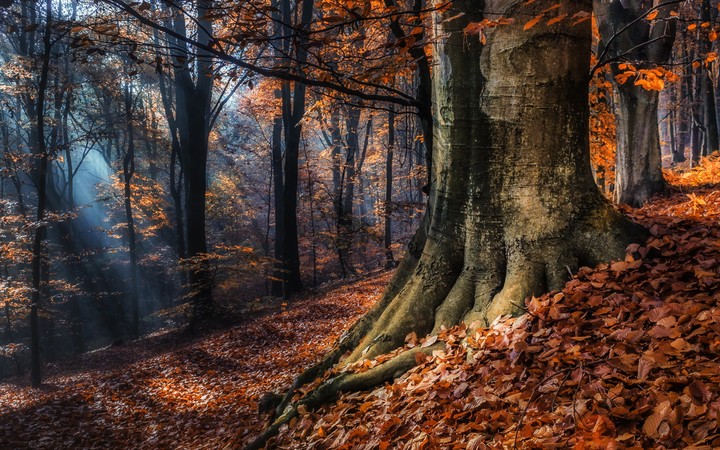 Autumn forest