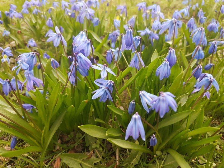 Scilla