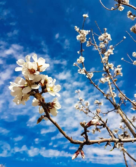 רקעים petal, Blossom