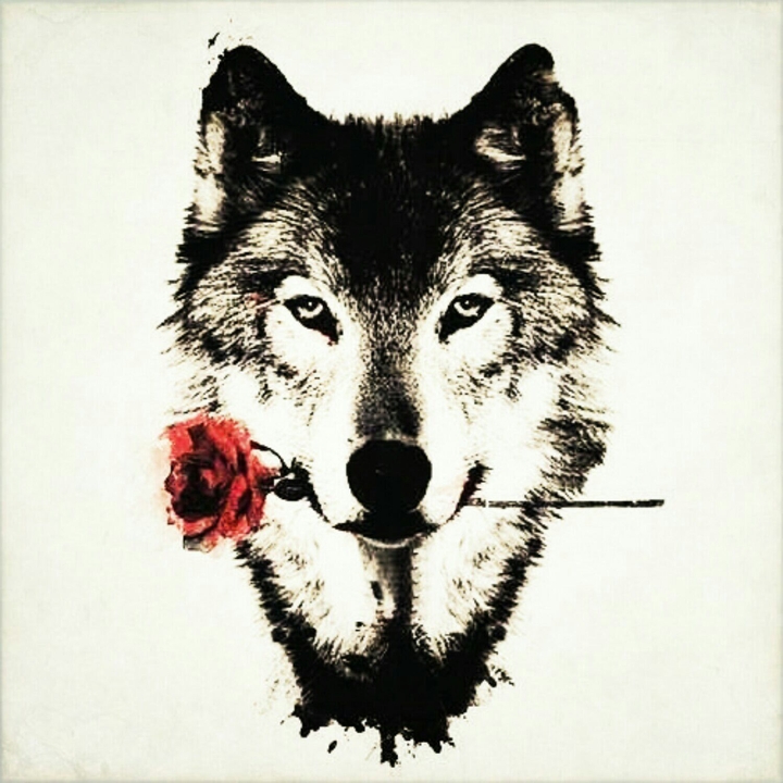 Wolf nad Rose 