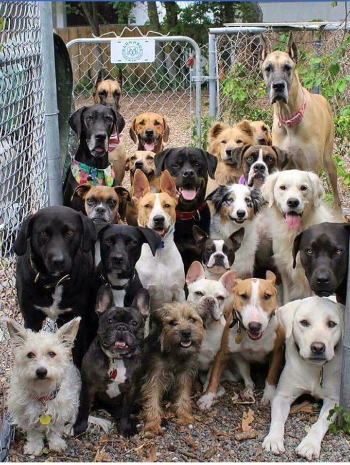 the dogs 