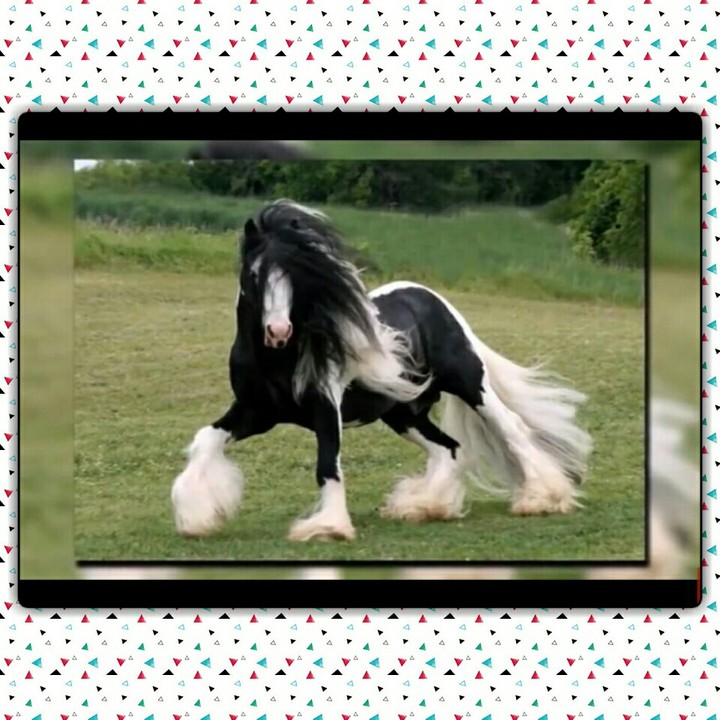 Tiere