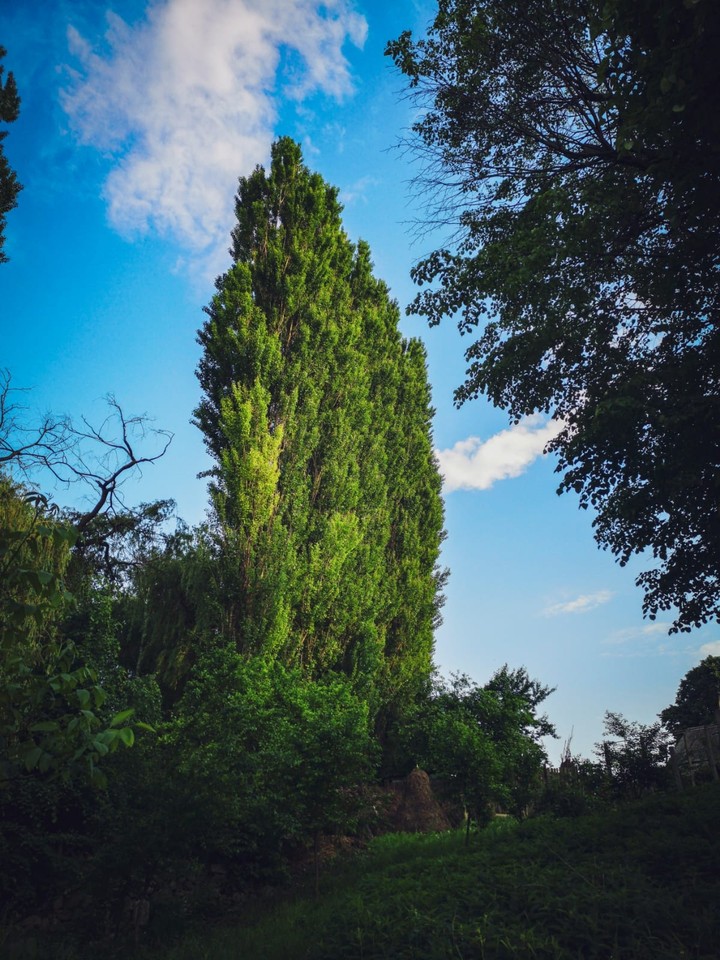 Nature